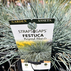 Festuca Glauca - Beyond Blue