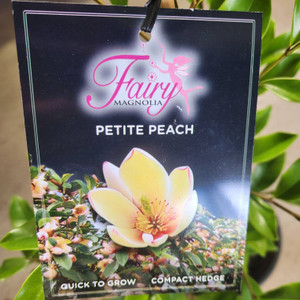 Magnolia - Fairy Petite Peach