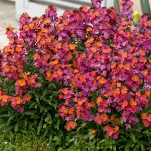 Erysimum- Elite Winter Orchid (Wall flower)