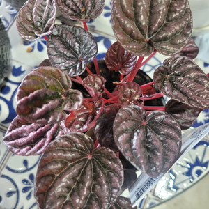 Peperomia- Red Luna