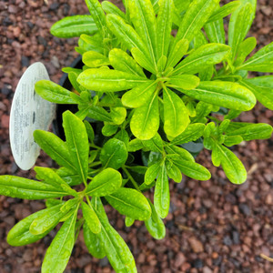Pittosporum-Miss Muffet