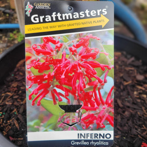 Grevillea Standard - Inferno