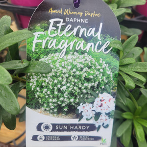 Daphne- Eternal Fragrance