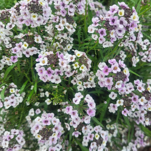 Lobularia - Blushing Princess