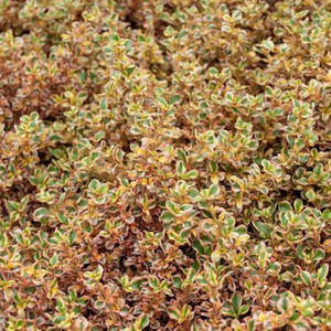 Coprosma - Rainbow Connection