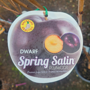 Dwarf  Plumcot - Spring Satin