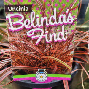 Uncinia Rubra - Belinda's Find