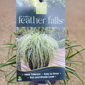Carex - Feather Falls