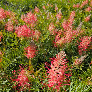 Grevillea - Pink Profusion