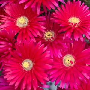 Lampranthus - Red Explosion