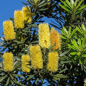 Banksia Praemorsa - High Noon