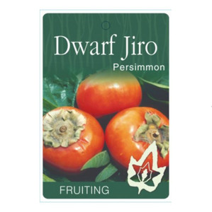 Persimmon - Dwarf Jiro