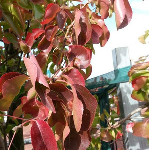 Pyrus Calleryana - Capital Pear