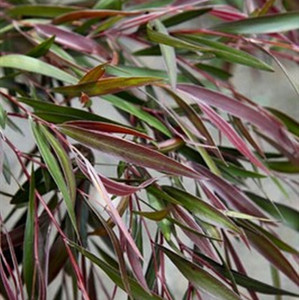 Agonis Flexuosa - Burgundy Agonis Flexuosa - Burgundy