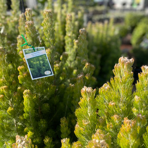 Adenanthos Sericeus - Woolly Bush