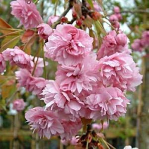 Weeping Cherry - Pink Cheals