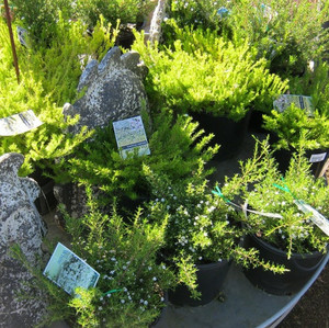 Diosma Coleonema - Golden Diosma Coleonema - Golden