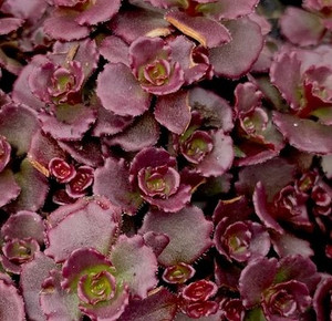 Sedum - Chocolate Blob Sedum - Chocolate Blob