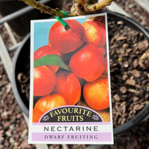 Nectarine - Dwarf Nectarine - Dwarf