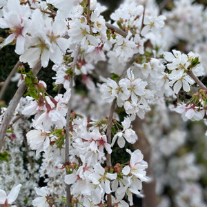 Weeping Cherry - Snofozam Weeping Cherry - Snofozam