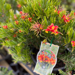 Grevillea - Bonnie Prince Charlie