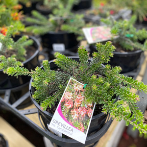 Grevillea - Mt. Tamboritha