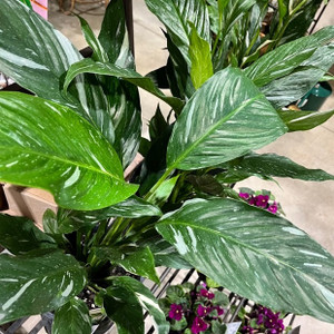 Peace Lily - Spathiphyllum Domino