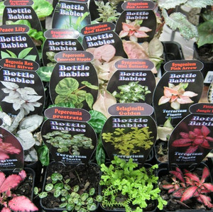 Terrarium plants Terrarium plants