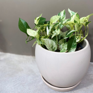 Epipremnum Aureum - Snow Queen