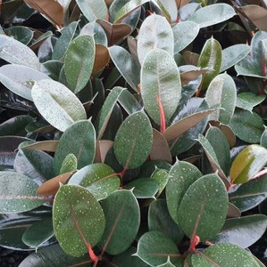 Photo courtesy of Daradgee Wholesale Nursery