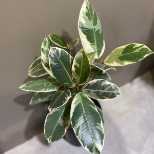Ficus Elastica - "Variegated Rubber Plant"