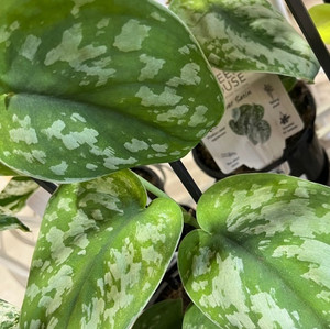 Scindapsus Pictus - Silver Satin