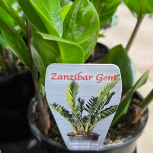 Zamioculcas - Zanzibar Gem