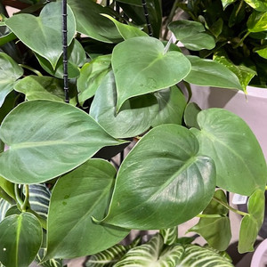 Philodendron Cordatum - Heart Leaf Philodendron Cordatum - Heart Leaf