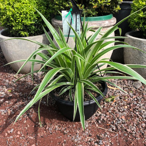 Chlorophytum Comosum - Spider Plant