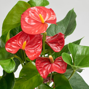 Anthurium