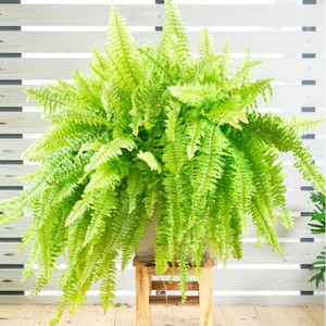 Nephrolepis - Boston Fern
