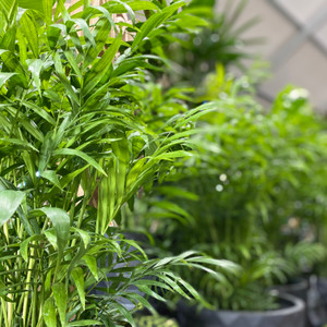 Parlour Palm - Chamaedorea Elegans