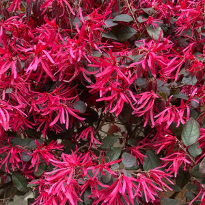 Loropetalum - Plum Gorgeous Loropetalum - Plum Gorgeous