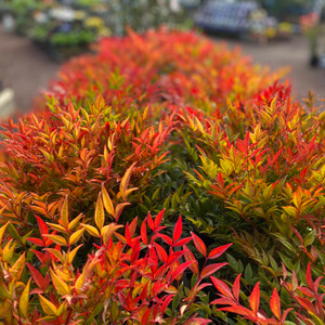 Nandina - Moonbay Nandina - Moonbay