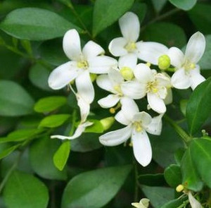 Murraya Paniculata - Orange Jasmine