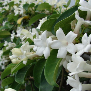 Stephanotis Floribunda - Madagascar Jasmine