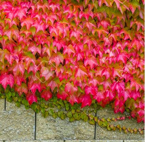 Parthenocissus - Boston Ivy