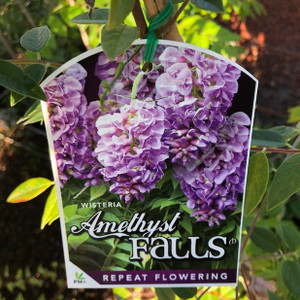 Wisteria - Amethyst Falls Wisteria - Amethyst Falls