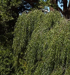 Betula Pendula Weeping - "Youngii"