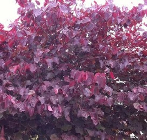 Cercis Canadensis - Forest Pansy Cercis Canadensis - Forest Pansy