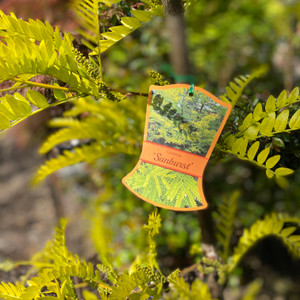 Gleditsia Triacanthos - Sunburst