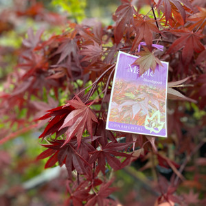 Acer Palmatum Upright - Bloodgood