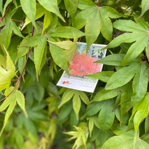 Acer Palmatum Upright - Osakazuki Acer Palmatum Upright - Osakazuki