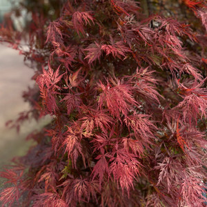 Acer Palmatum Weeping - Orangeola
